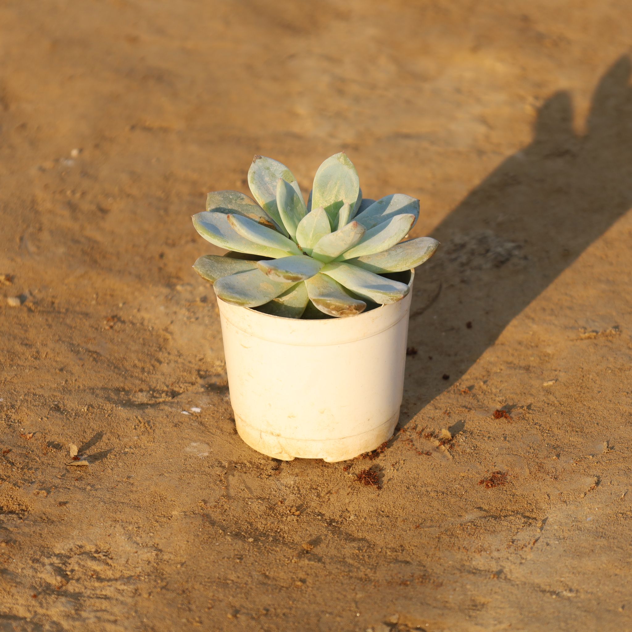 Echeveria Elegans Succulent in 4 Inch Nursery Pot