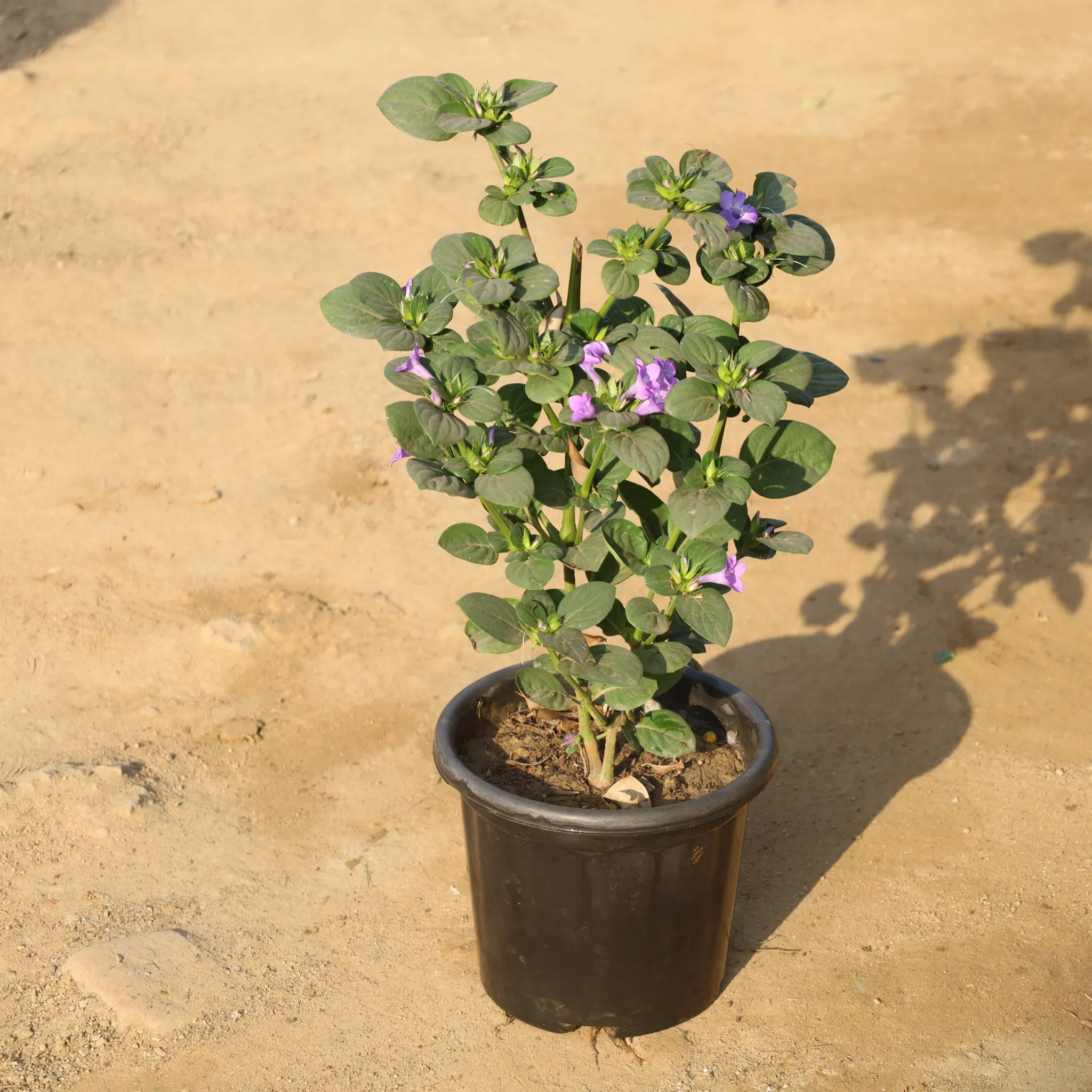 Barleria / Philippine Violet in 8 Inch Nursery Pot
