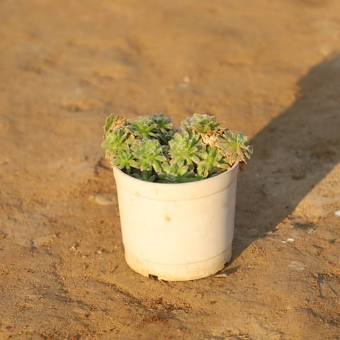House Leek Succulent in 4 Inch Nursery Pot