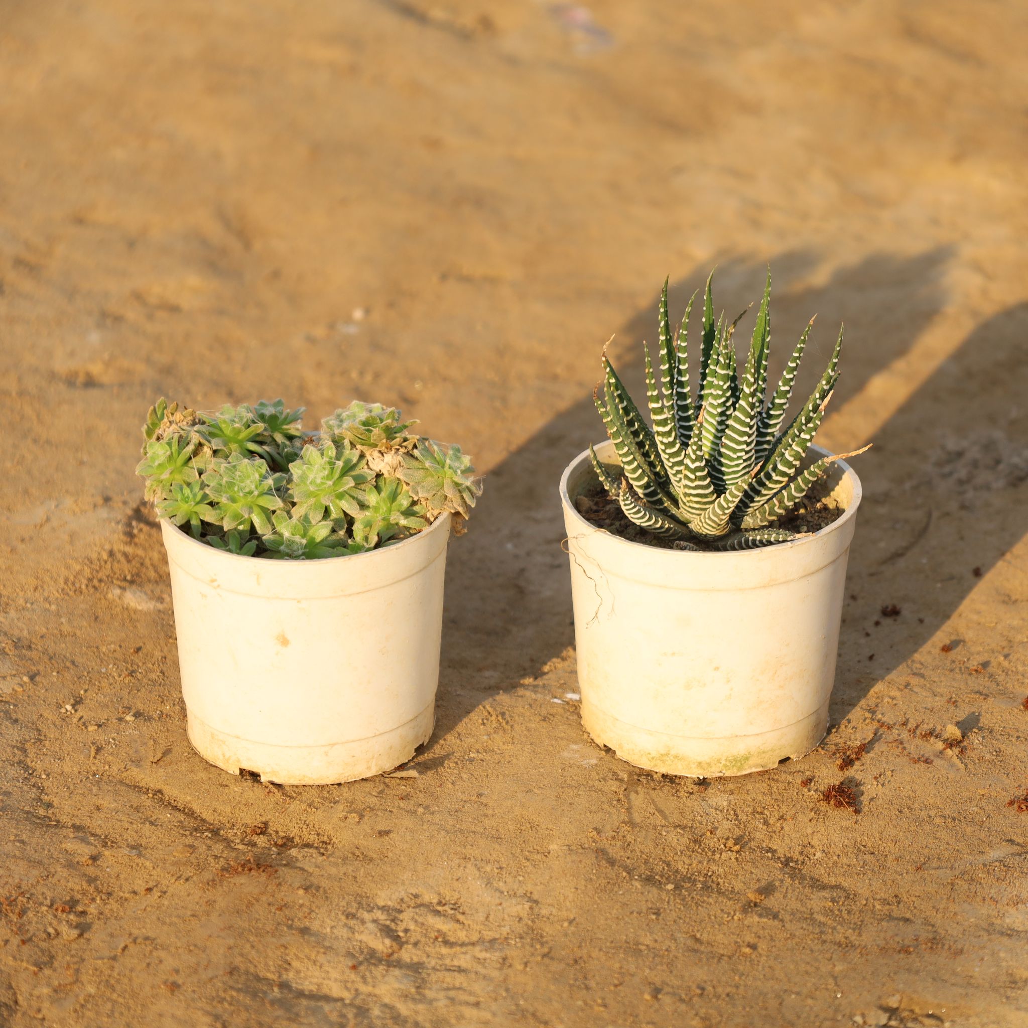 Set Of 2 - Haworthia Zebra Succulent & House Leek in 4 Inch Nursery Pot
