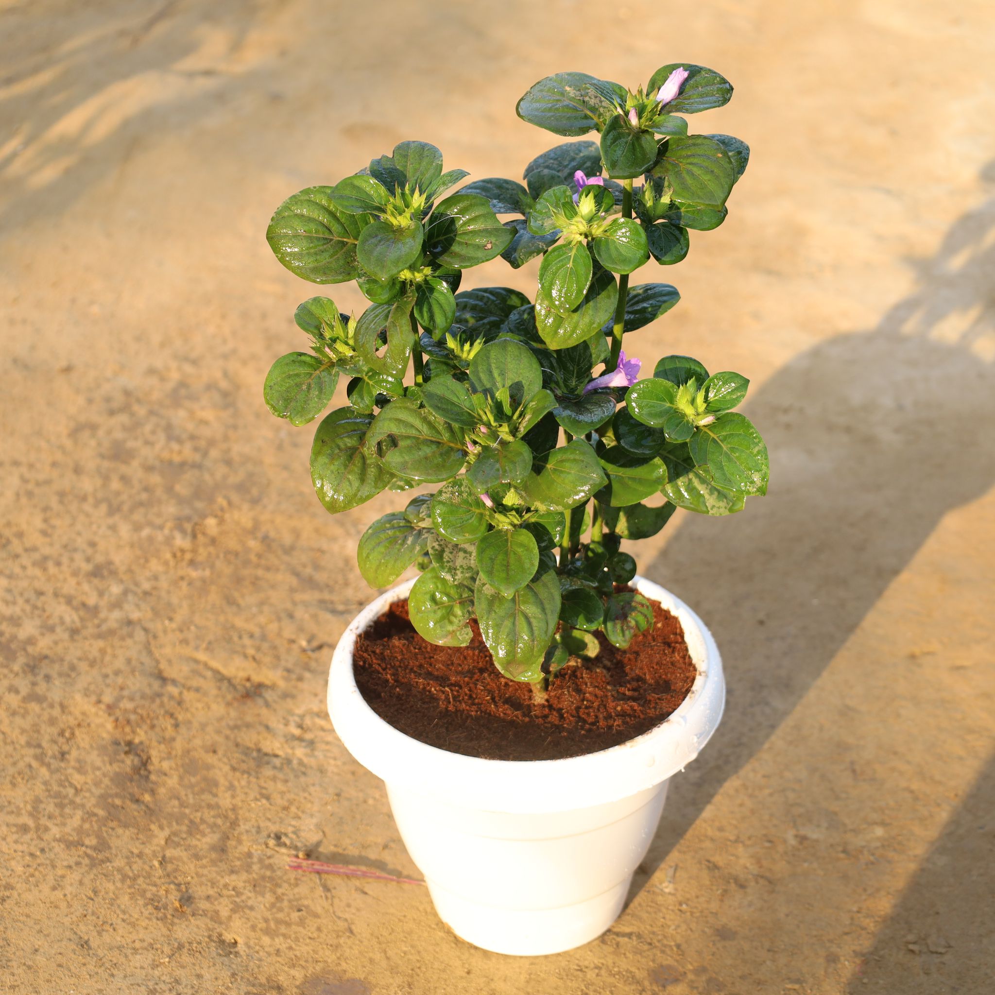 Barleria / Philippine Violet in 8 Inch White Classy Plastic Pot