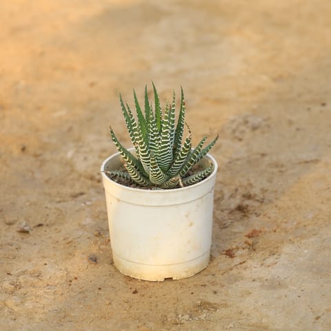 Haworthia Zebra Succulent in 4 Inch Nursery Pot