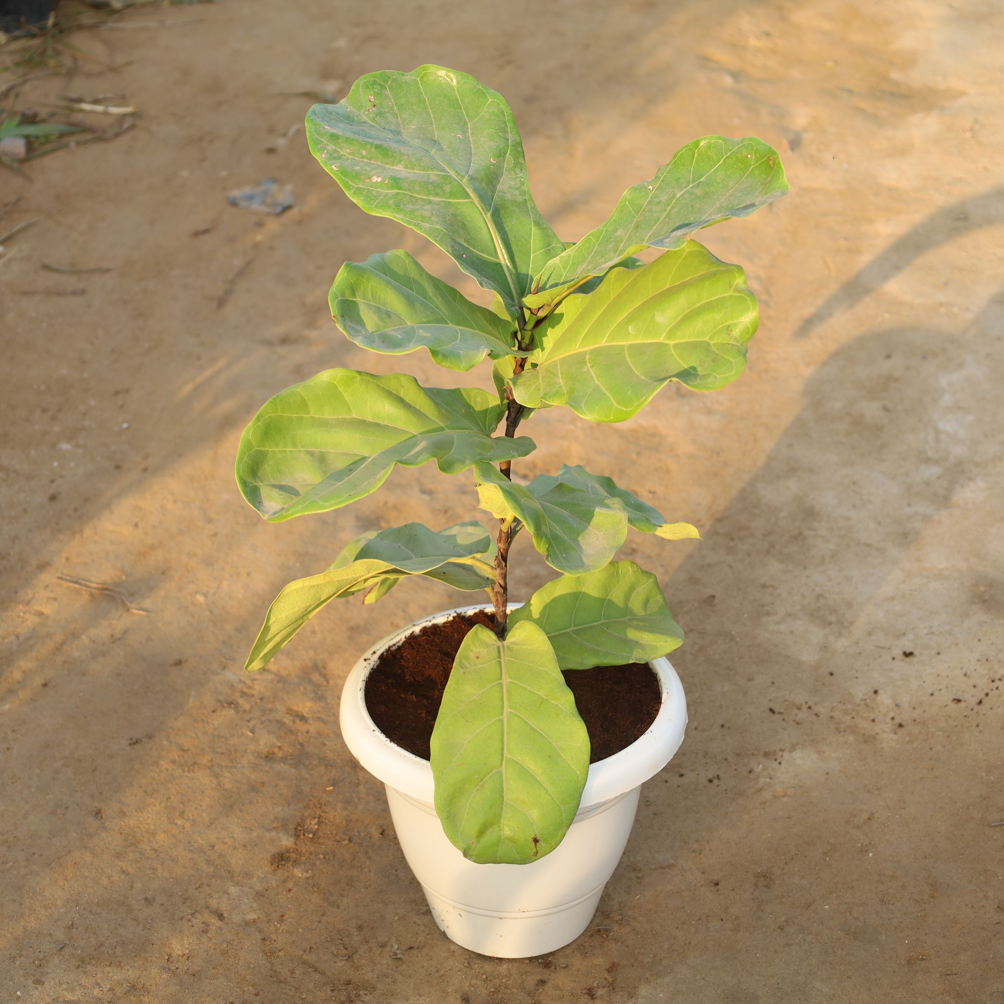 Fiddle Leaf / Ficus Lyrata (1.5-2 Ft) in 8 Inch White Classy Plastic Pot