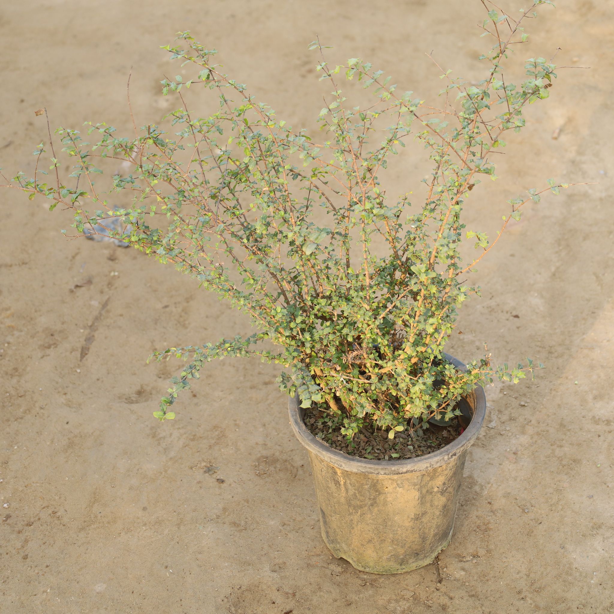 Malpighia in 10 Inch Nursery Pot