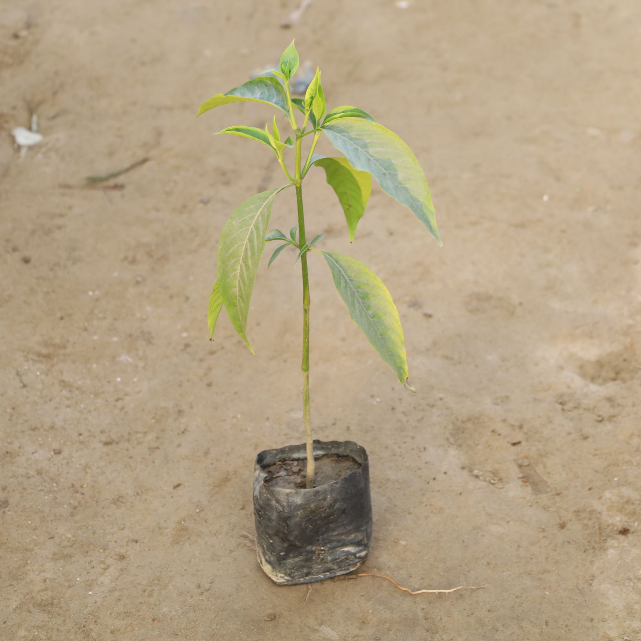 Adusa Medicinal Plant in 4 Inch Nursery Bag