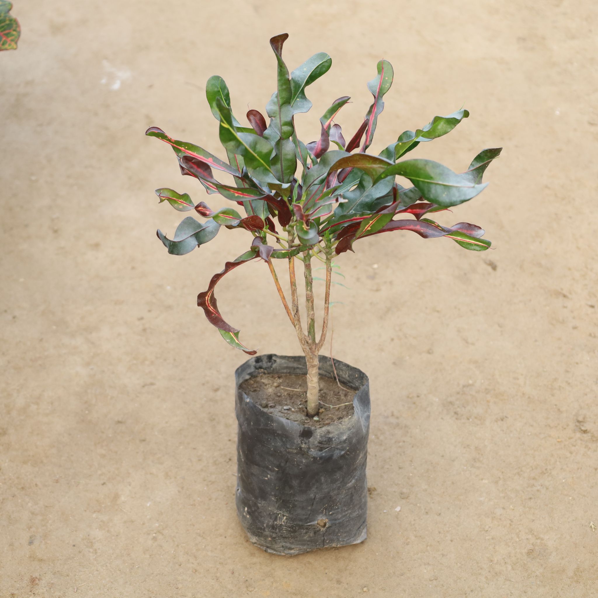 Croton Curly in 4 Inch Nursery Bag