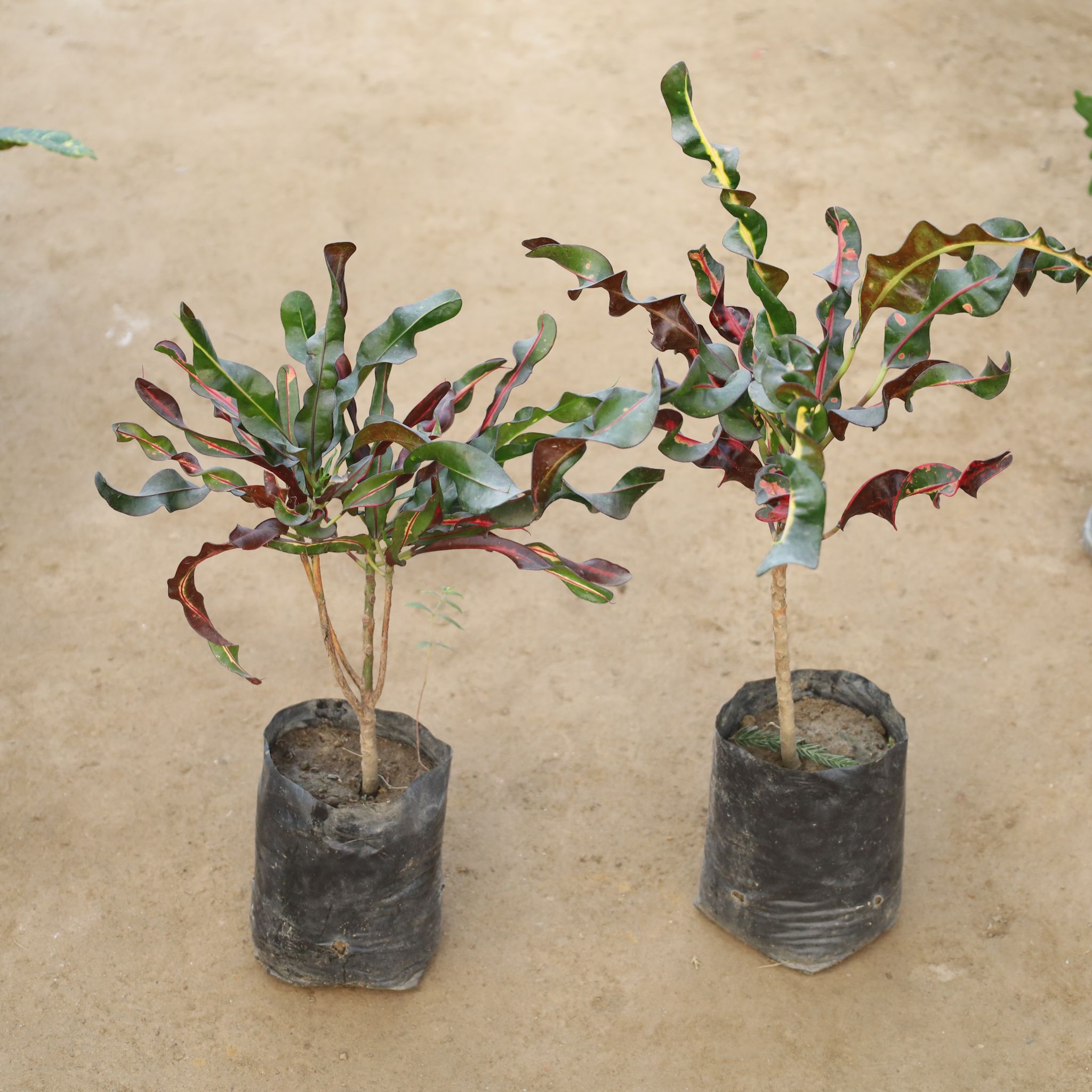 Set Of 2 - Croton Curly in 4 Inch Nursery Bag
