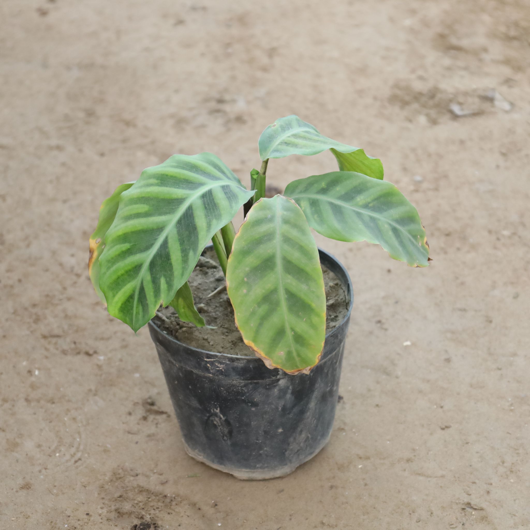 Calathea Maranta in 5 Inch Nursery Pot