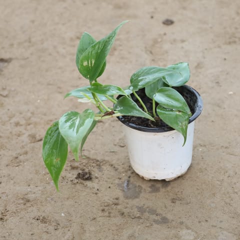 Oxycardium Green in 4 Inch Nursery Pot