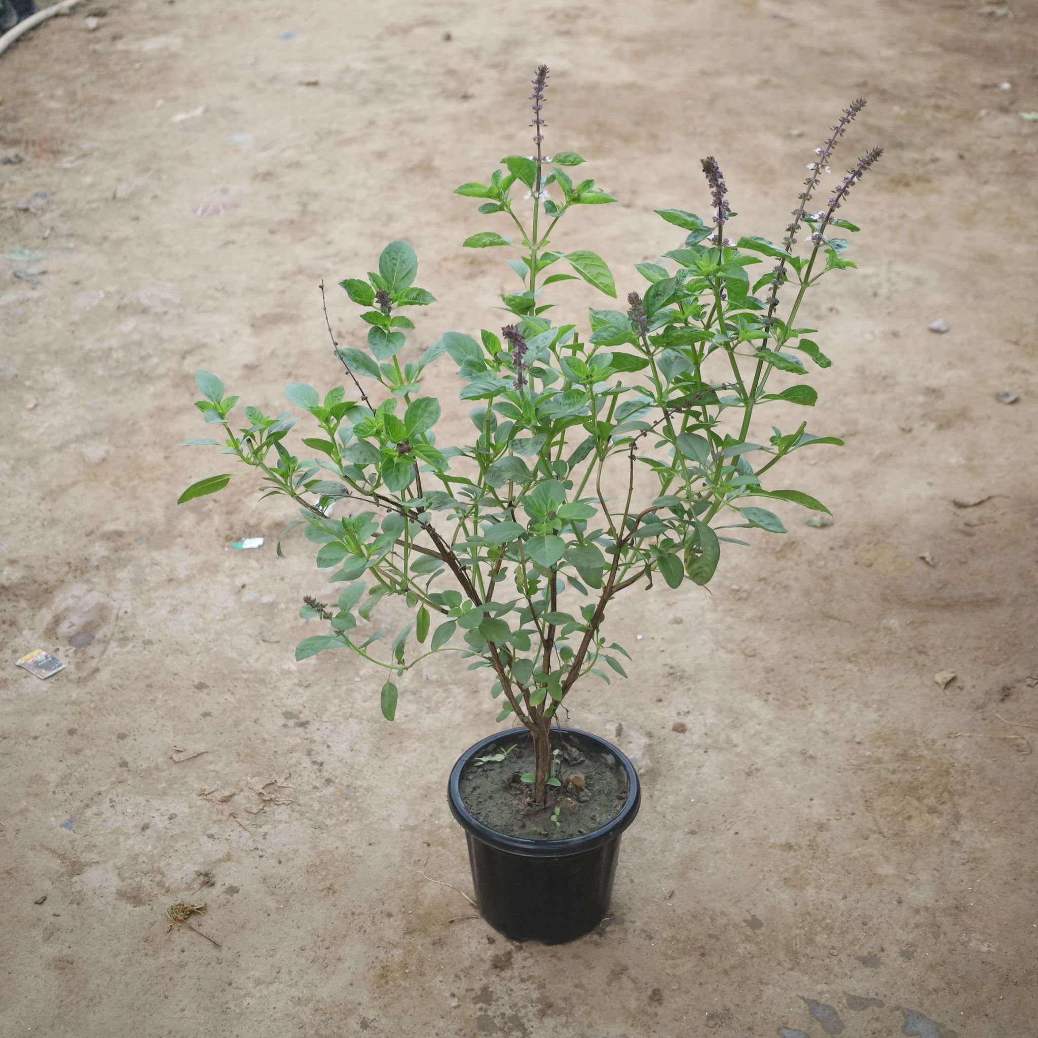 Sweet Basil Mother Plant (2-3 Ft) in 8 Inch Nursery Pot