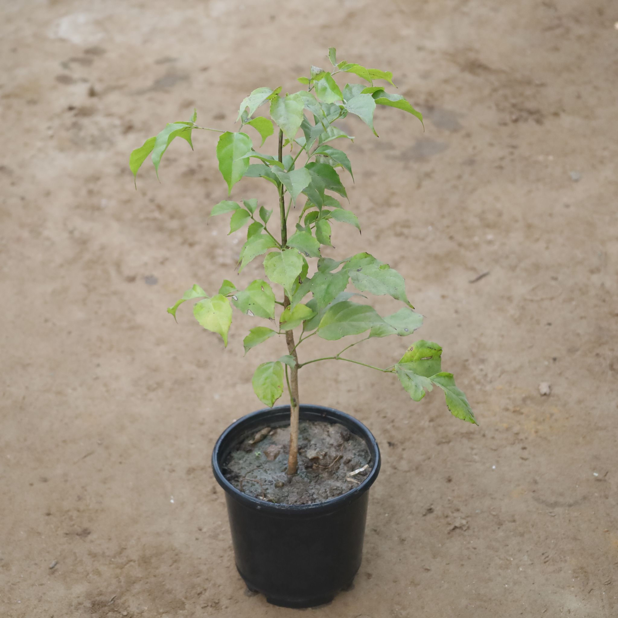 Radermachera / China Doll (1-2 Ft) in 6 Inch Nursery Pot