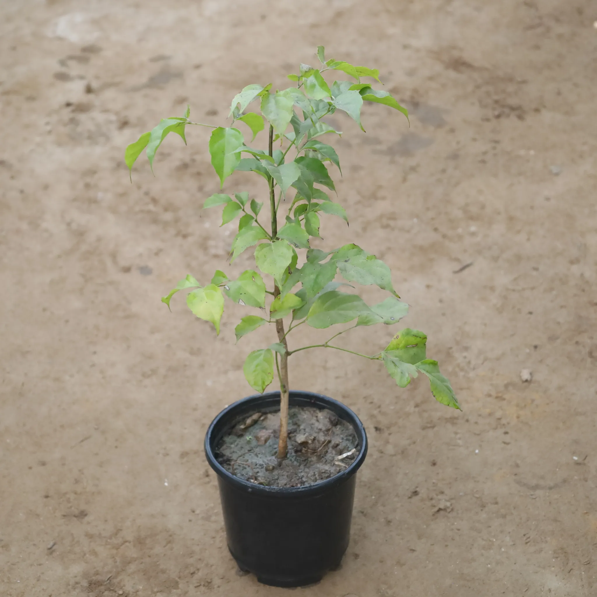 Radermachera / China Doll (1-2 Ft) in 6 Inch Nursery Pot