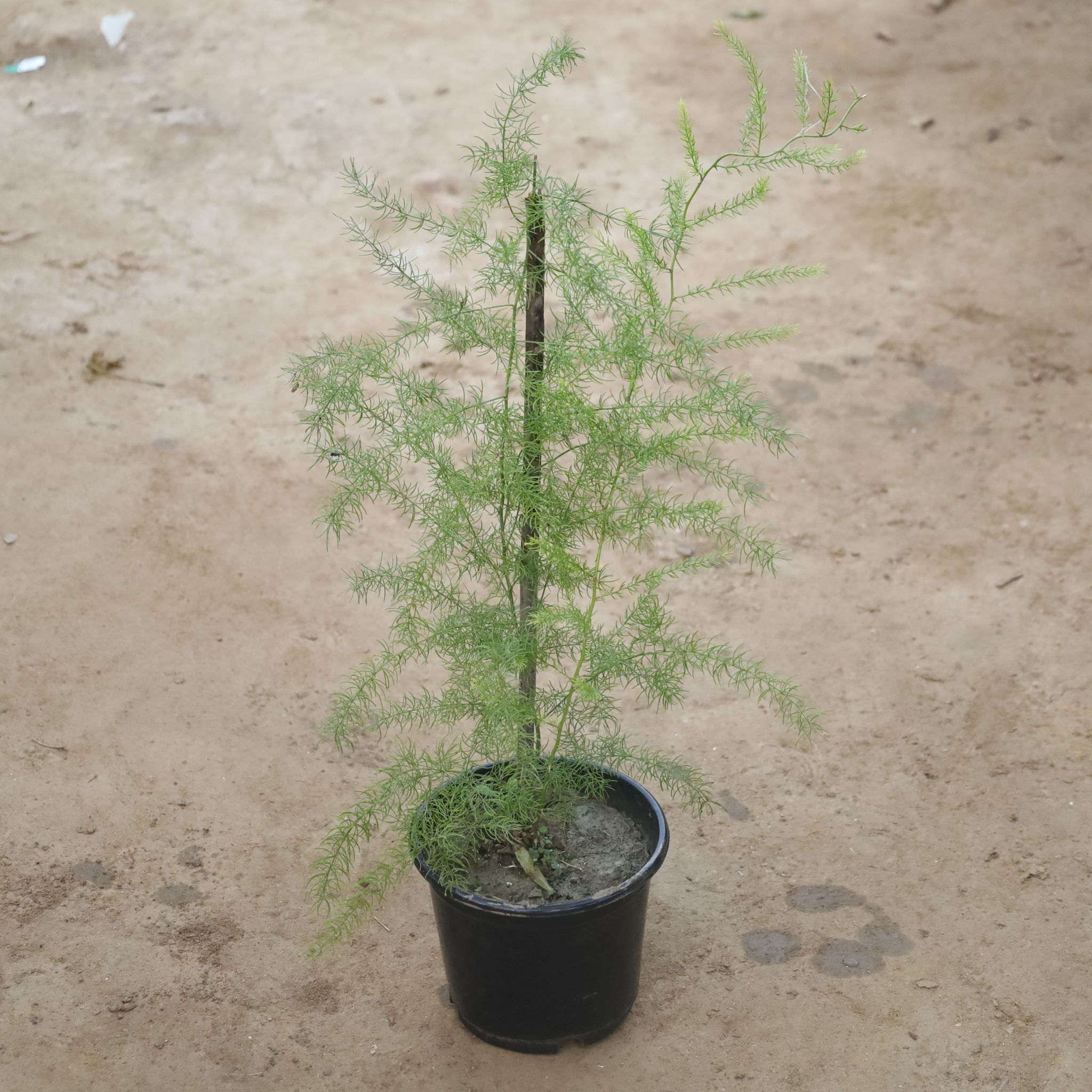 Shatavari / Asparagus Racemosus in 6 Inch Nursery Pot