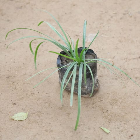 Rain Lily Pink in 4 Inch Nursery Bag