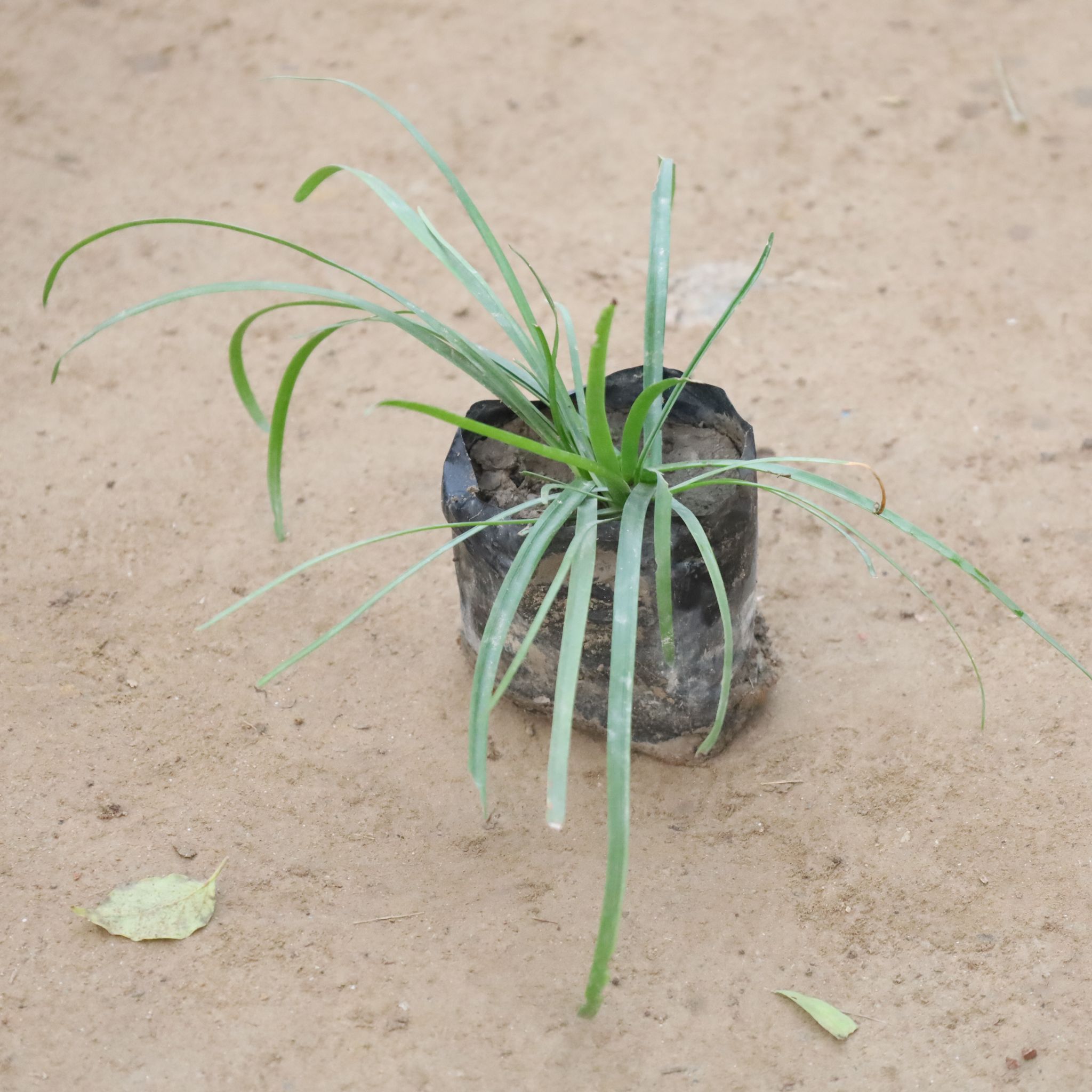 Rain Lily Pink in 4 Inch Nursery Bag