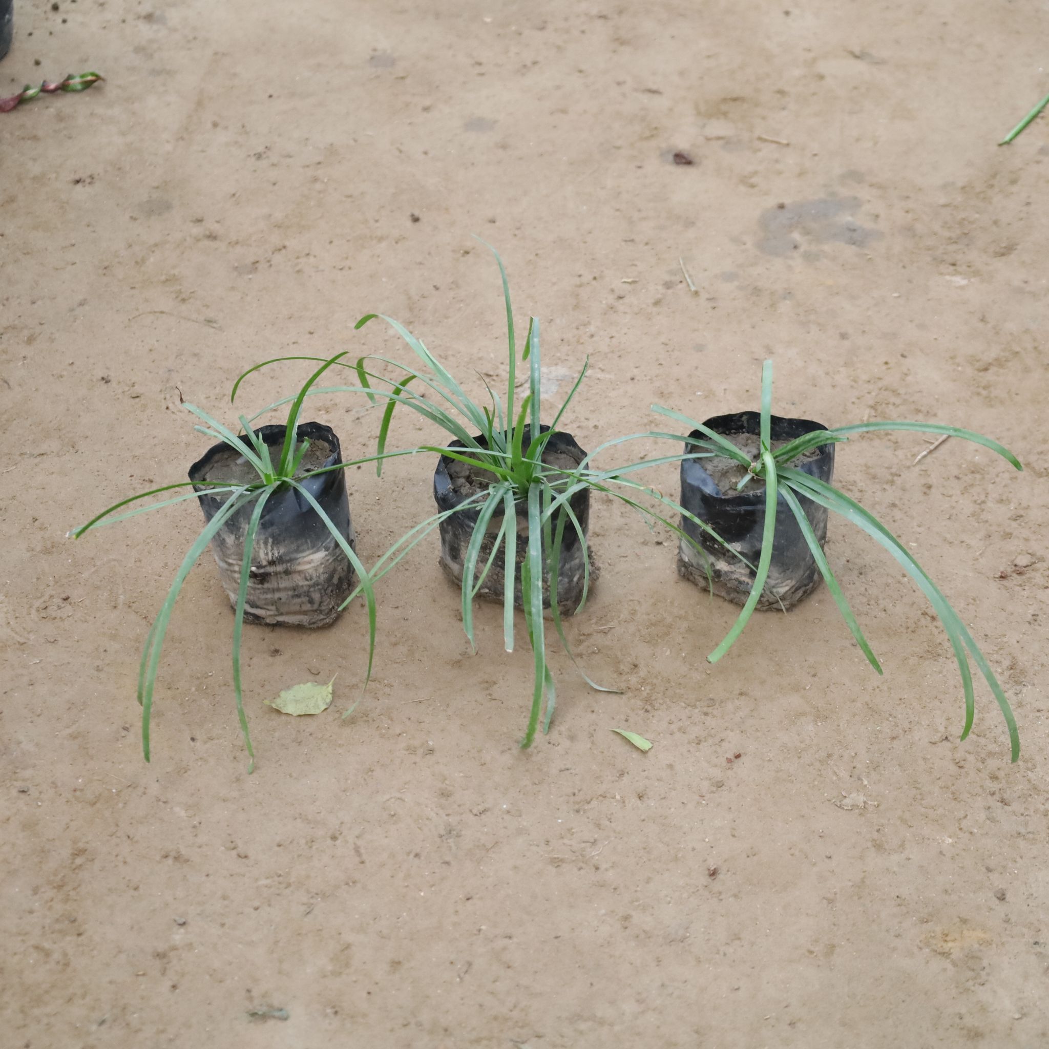 Rain Lily Pink in 4 Inch Nursery Bag