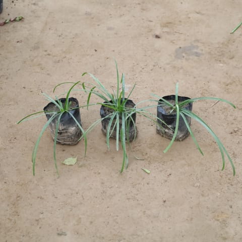 Rain Lily Pink in 4 Inch Nursery Bag