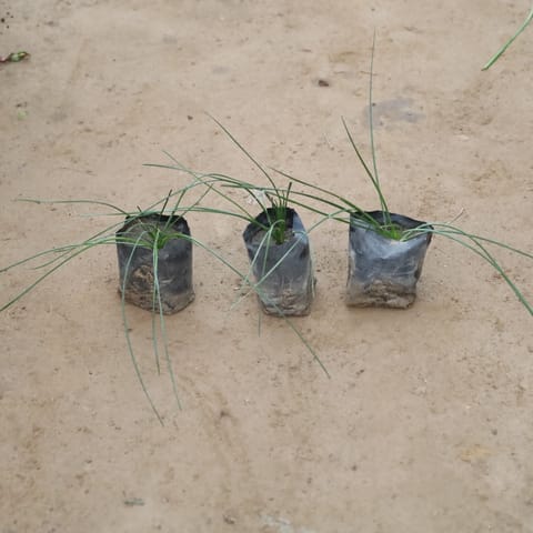 Set Of 3 - Rain Lily White in 4 Inch Nursery Bag
