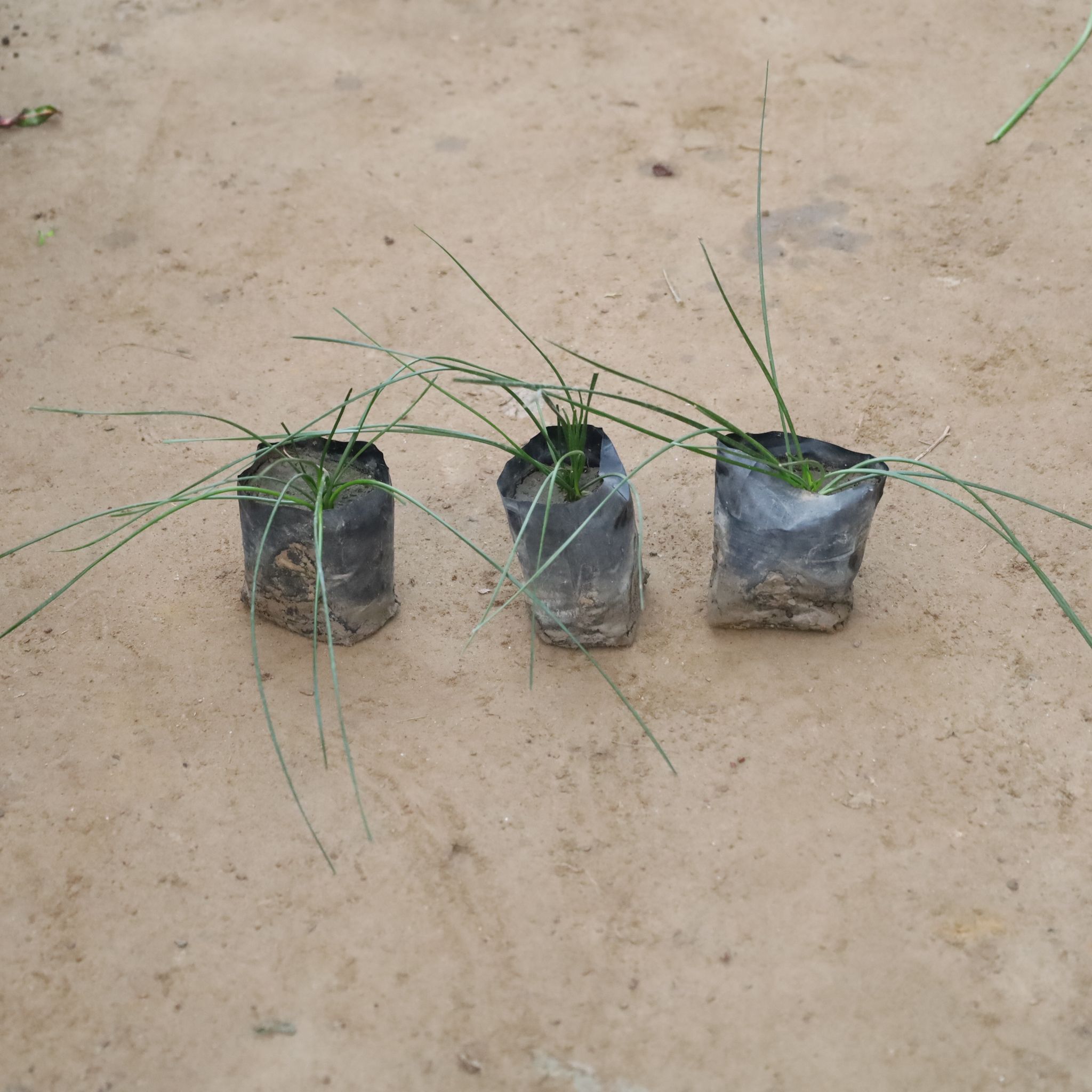 Set Of 3 - Rain Lily White in 4 Inch Nursery Bag