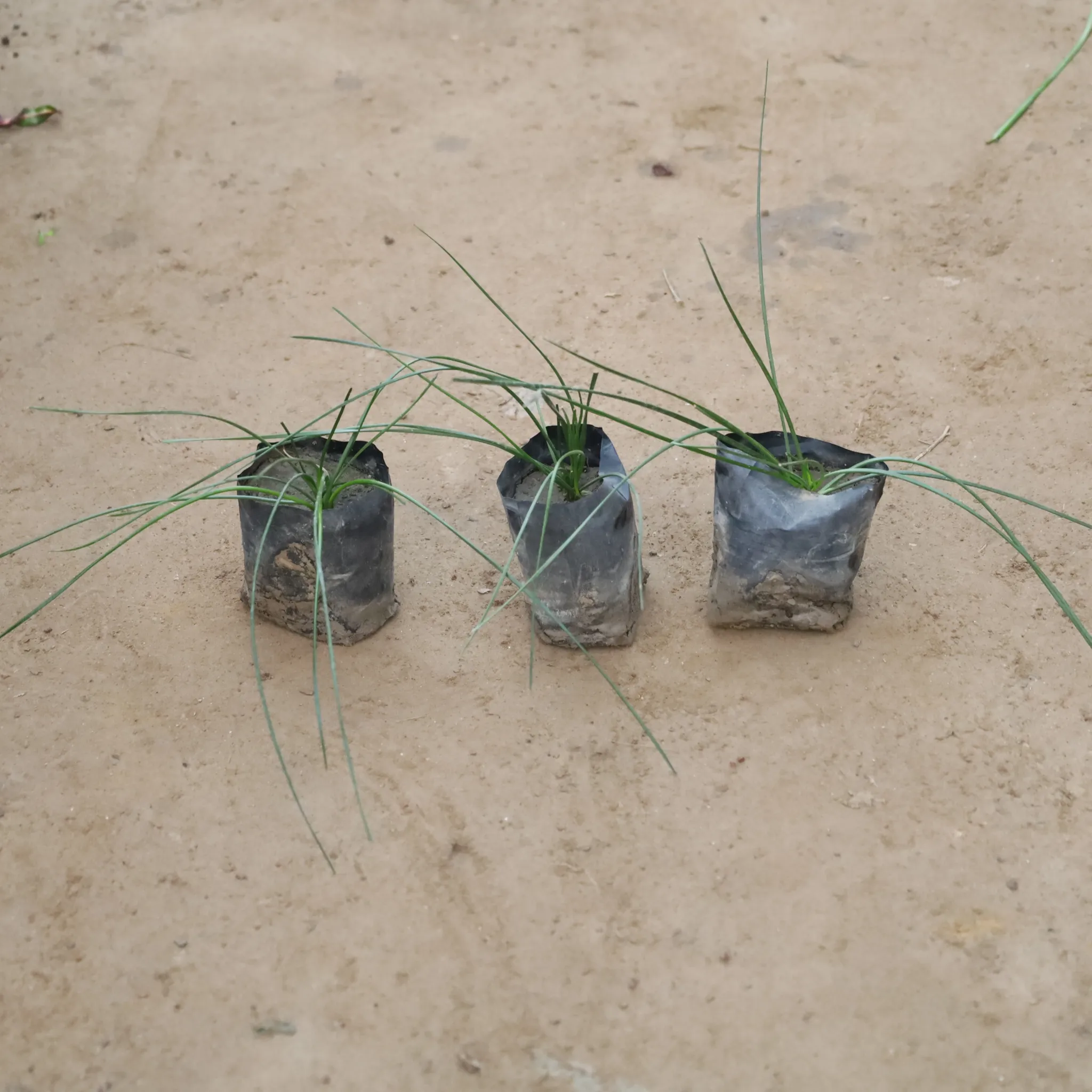 Set Of 3 - Rain Lily White in 4 Inch Nursery Bag
