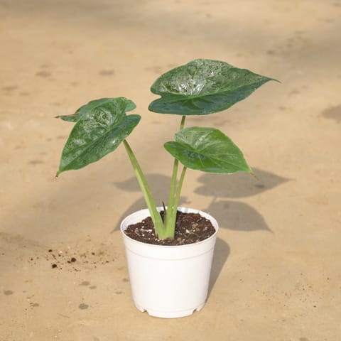 Alocasia Cucullata in 5 Inch Nursery Pot