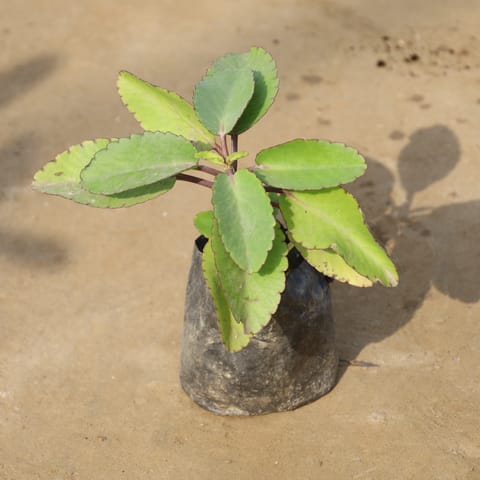 Patharchatta / Kalanchoe Pinnata in 4 Inch Nursery Bag