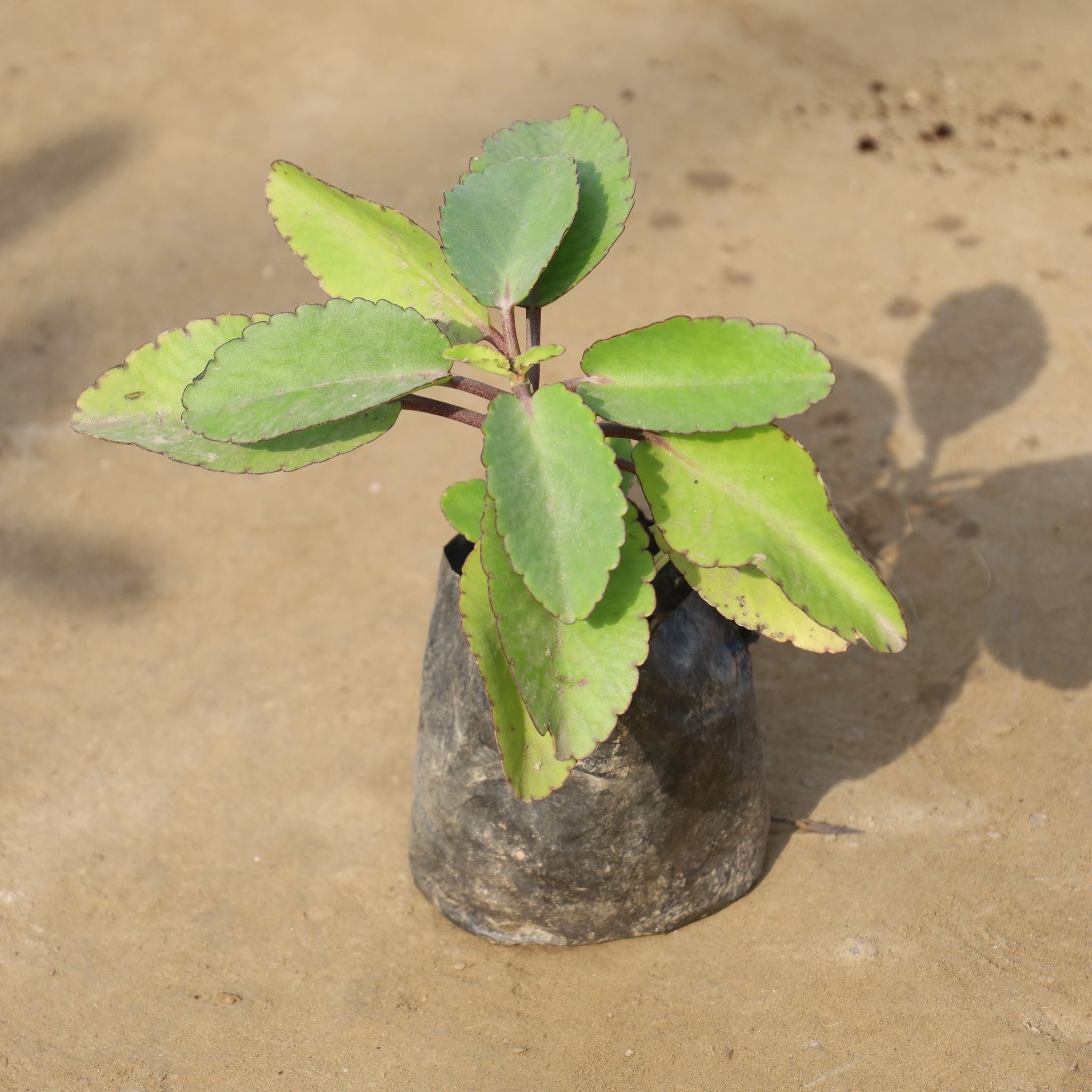 Patharchatta / Kalanchoe Pinnata in 4 Inch Nursery Bag