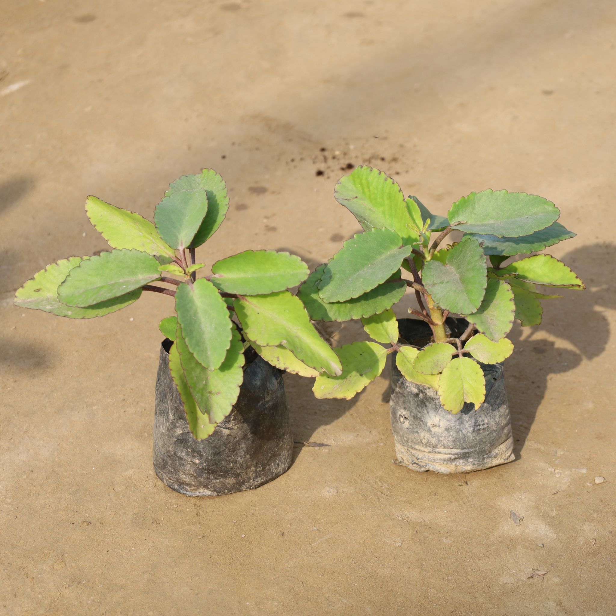 Set Of 2 - Patharchatta / Kalanchoe Pinnata in 4 Inch Nursery Bag