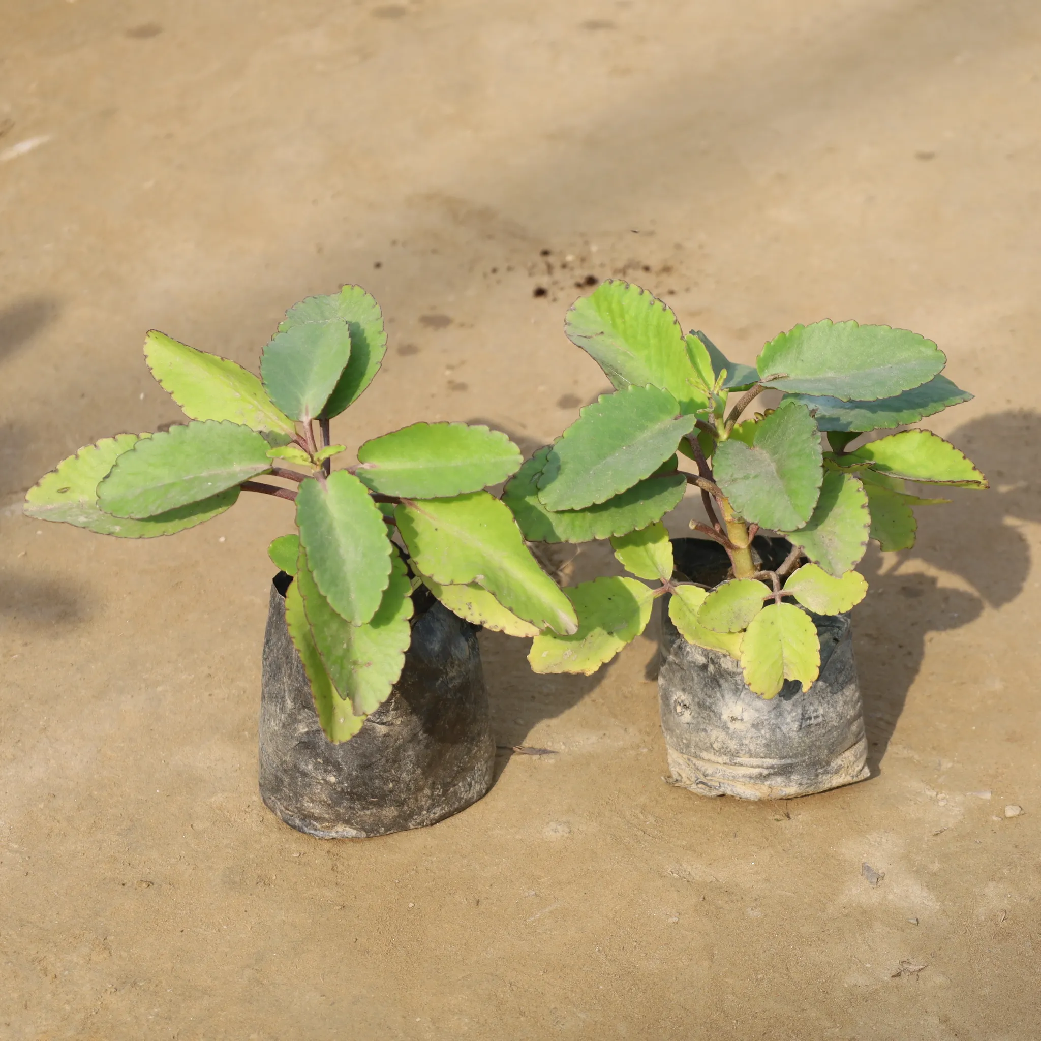 Set Of 2 - Patharchatta / Kalanchoe Pinnata in 4 Inch Nursery Bag