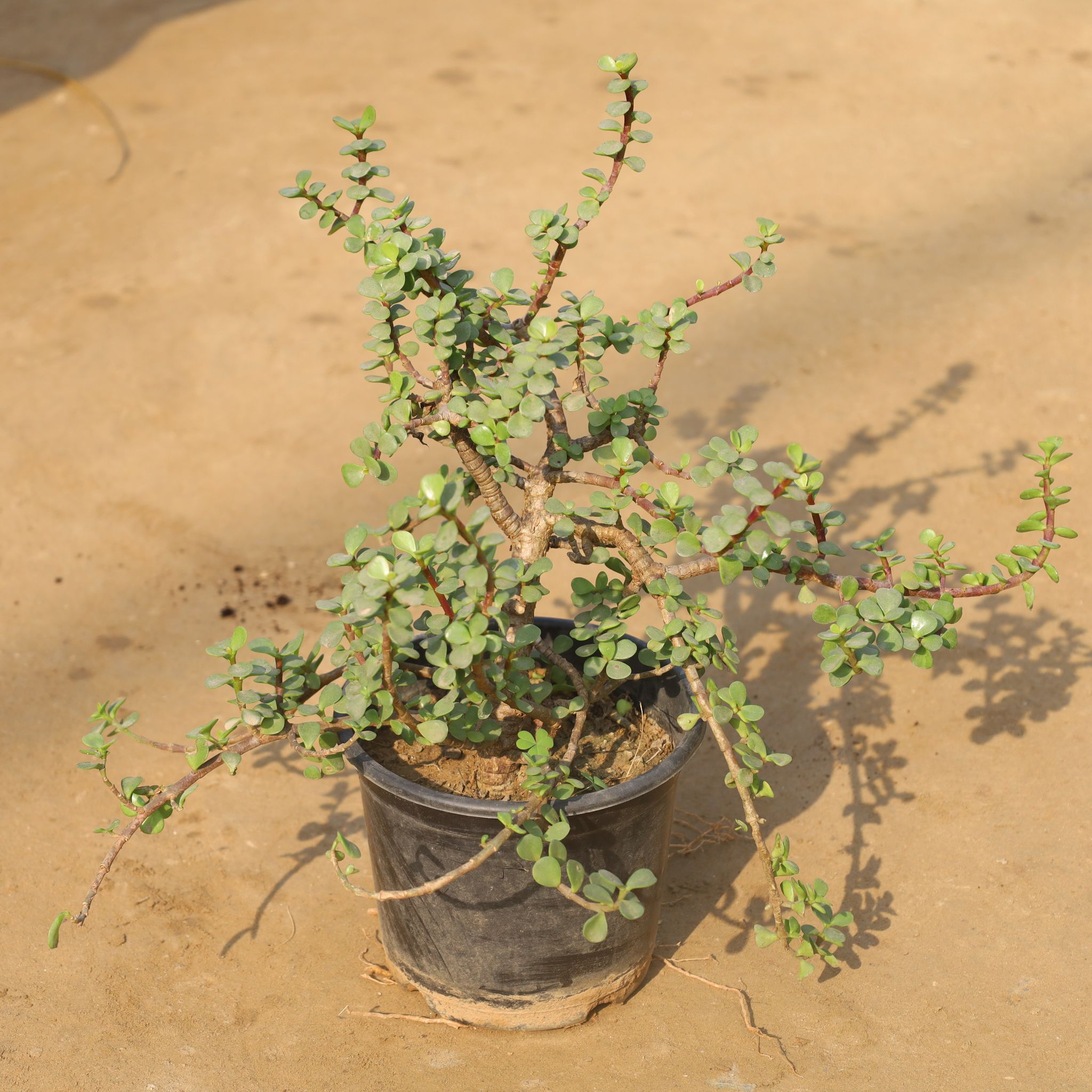 Jade Plant Thick (2 Years Old) in 6 Inch Nursery Pot