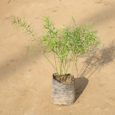 Asparagus Mary in 4 Inch Nursery Bag
