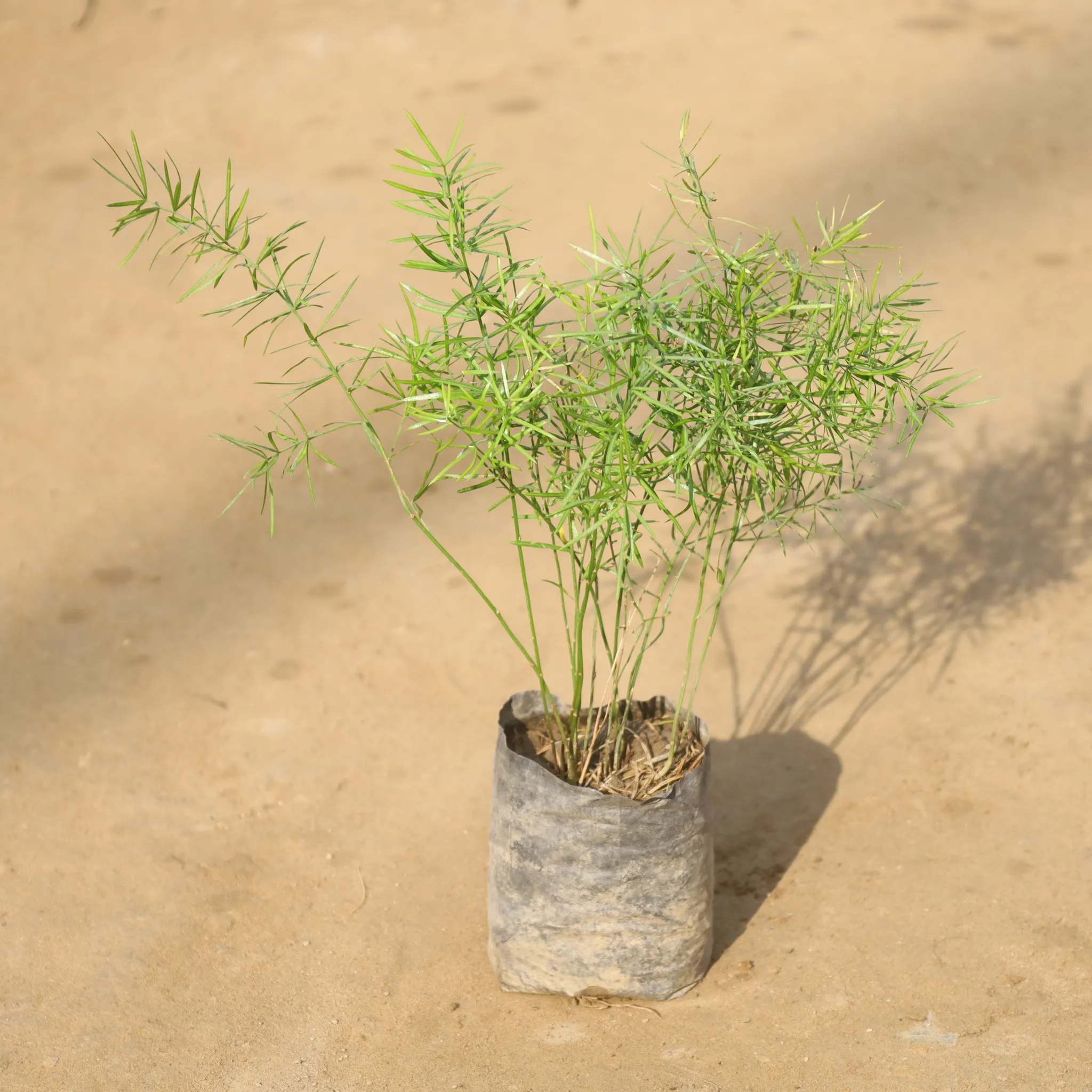 Asparagus Mary in 4 Inch Nursery Bag