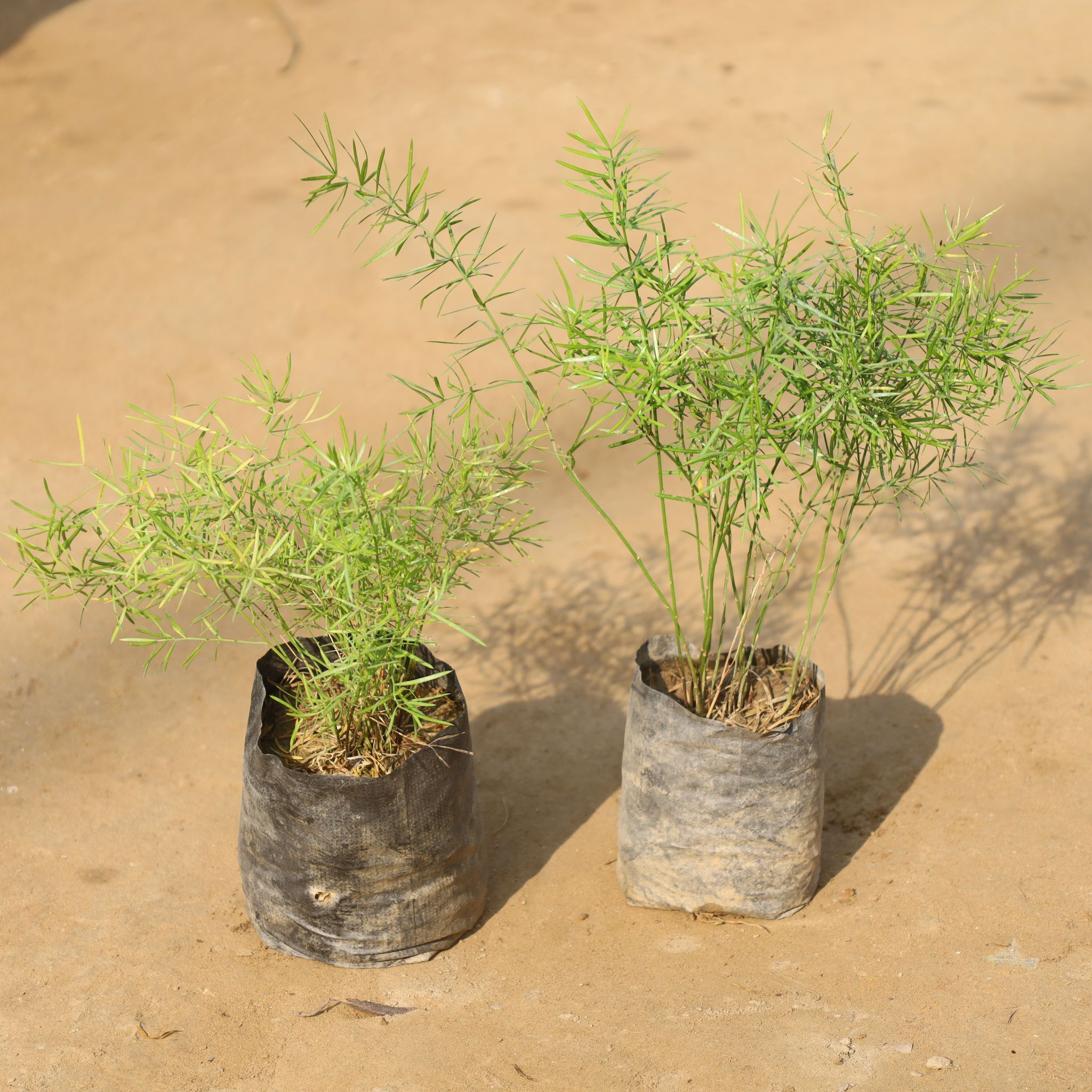 Set Of 2 - Asparagus Mary in 4 Inch Nursery Bag