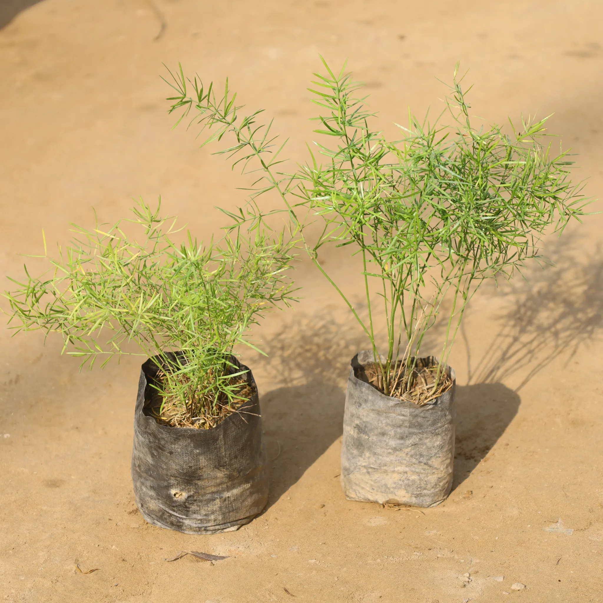Set Of 2 - Asparagus Mary in 4 Inch Nursery Bag