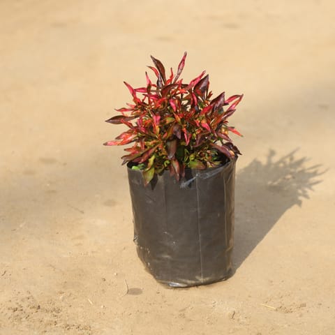 Alternanthera Red Variegated in 4 Inch Nursery Bag