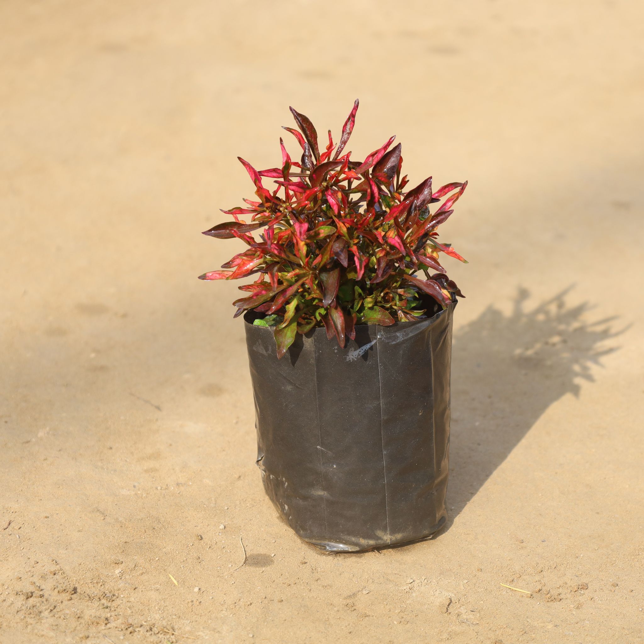Alternanthera Red Variegated in 4 Inch Nursery Bag