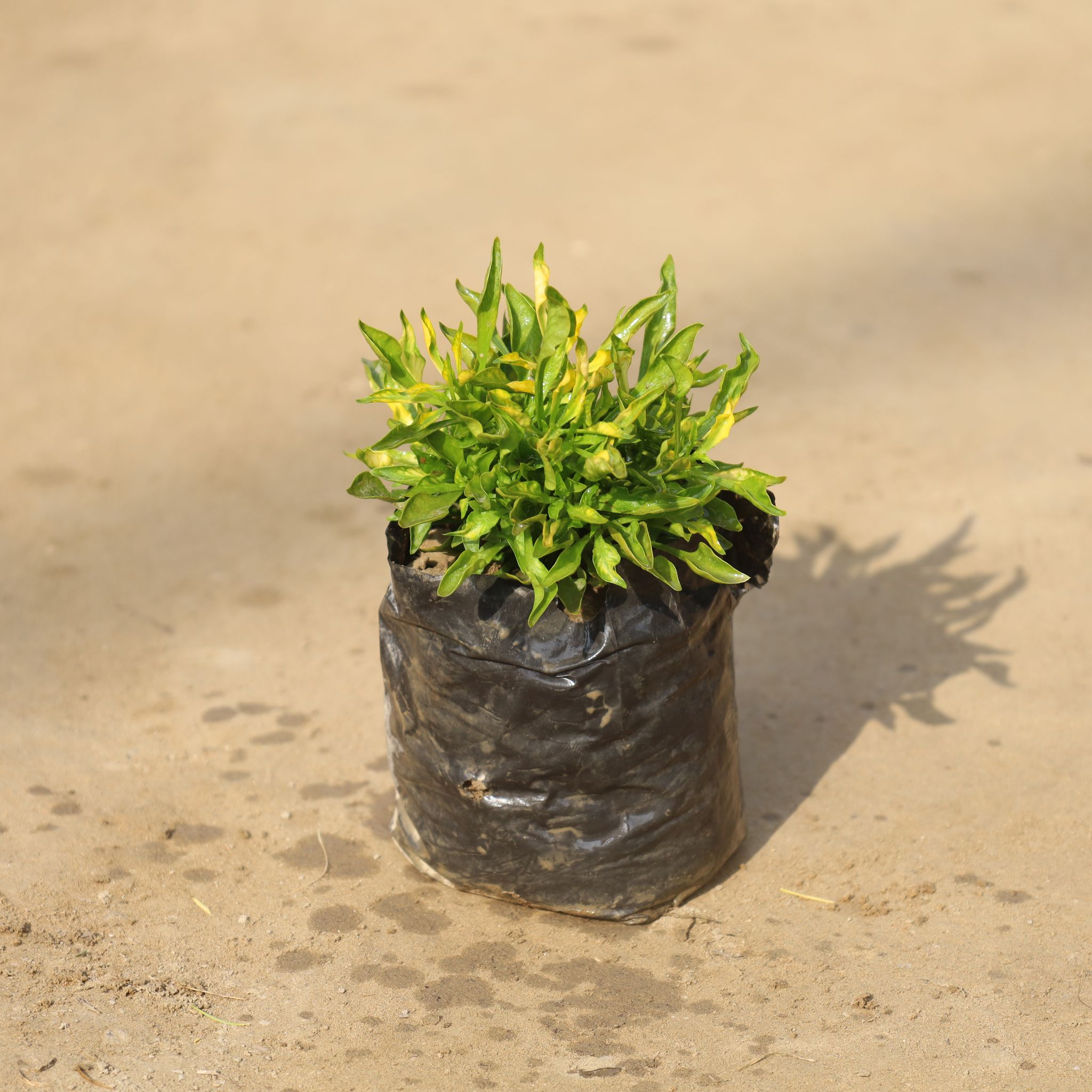 Alternanthera Green Variegated in 4 Inch Nursery Bag