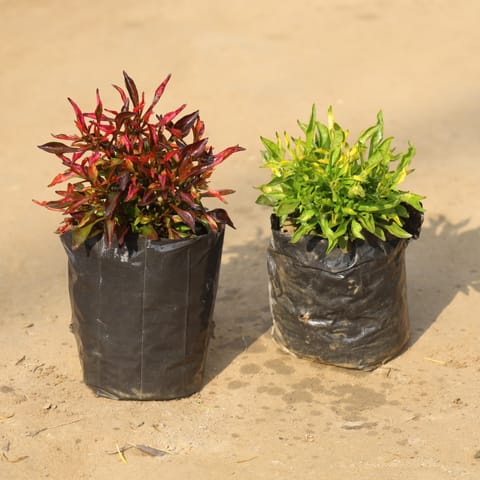 Set Of 2 - Alternanthera Variegated Red & Green in 4 Inch Nursery Bag