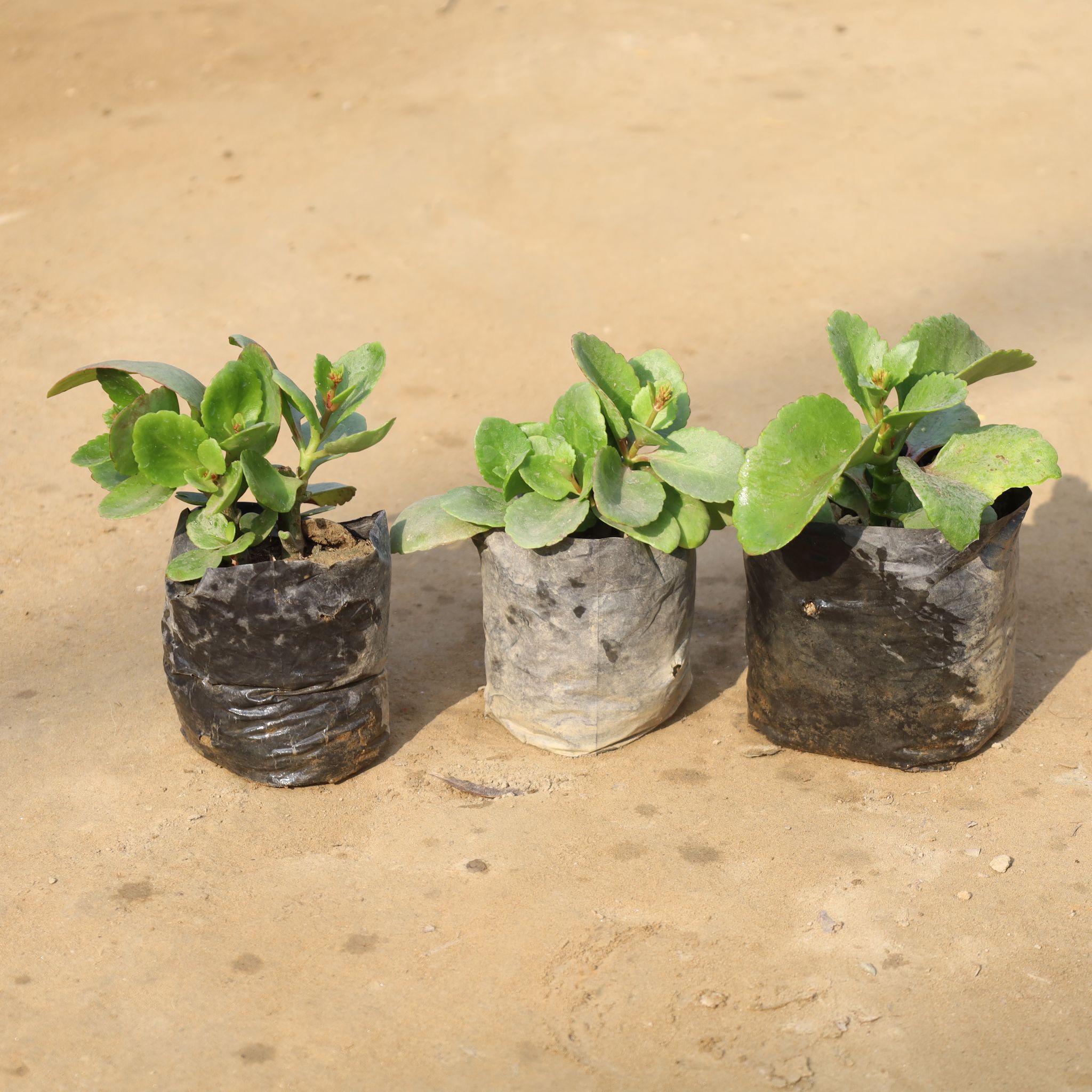 Set Of 3 - Kalanchoe Red in 4 Inch Nursery Bag