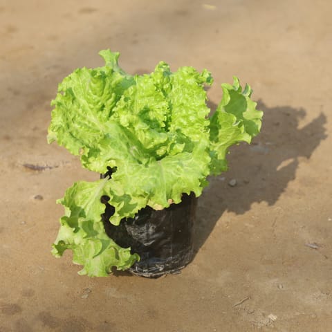 Lettuce Green / Salad Patta in 4 Inch Nursery Bag
