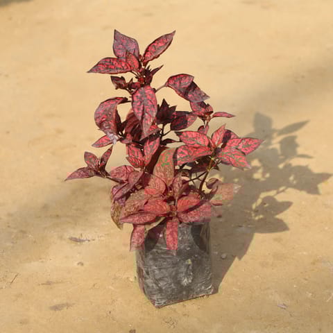 Hypoestes / Polka Dot Red in 4 Inch Nursery Bag