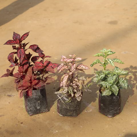 Set Of 3 - Hypoestes / Polka Dot (Red, Pink & White) in 4 Inch Nursery Bag