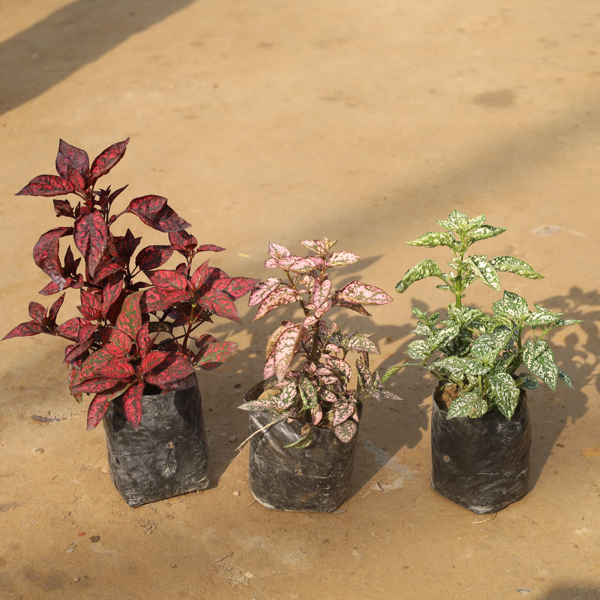 Set Of 3 - Hypoestes / Polka Dot (Red, Pink & White) in 4 Inch Nursery Bag