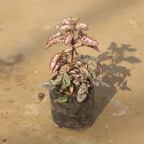 Hypoestes / Polka Dot Pink in 4 Inch Nursery Bag