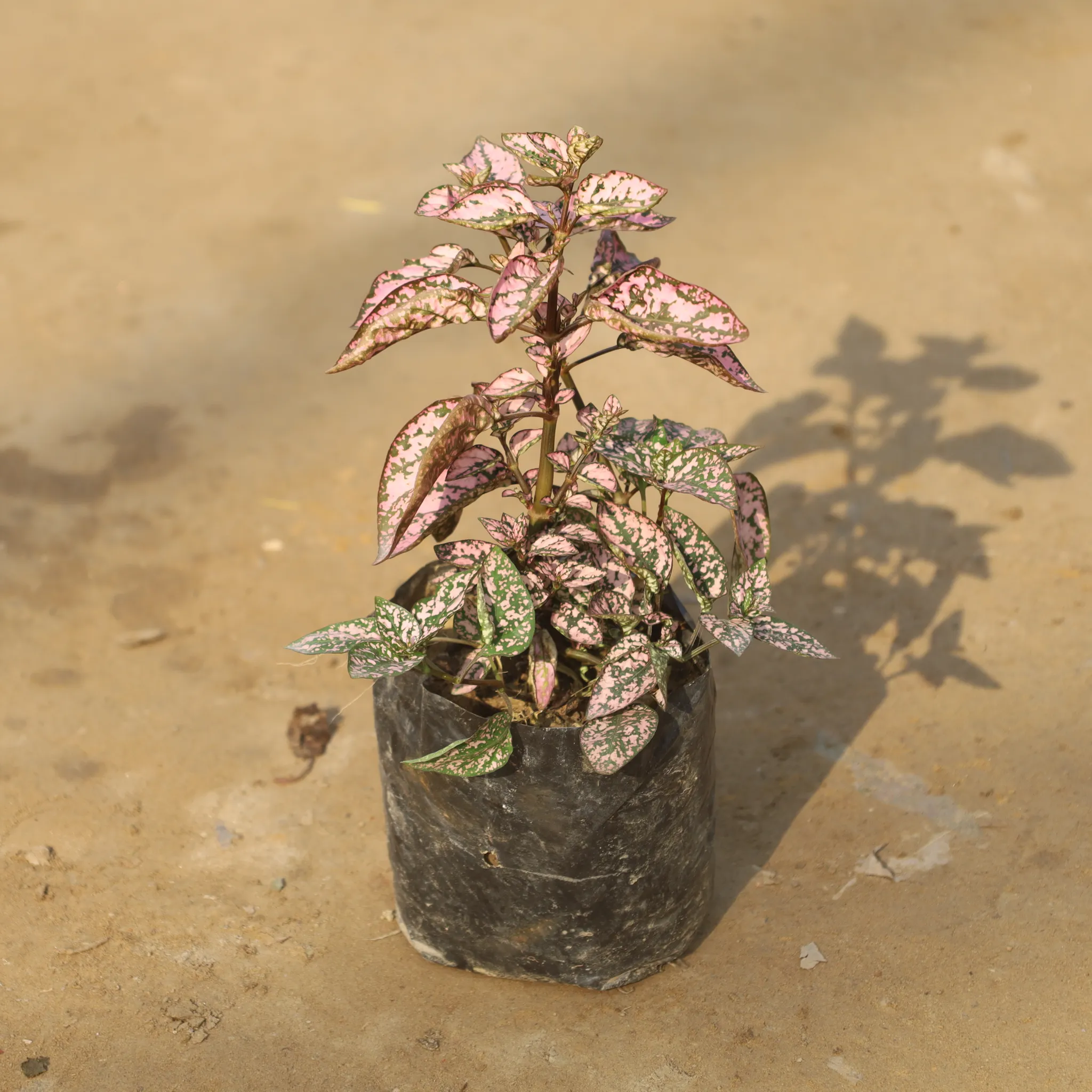Hypoestes / Polka Dot Pink in 4 Inch Nursery Bag