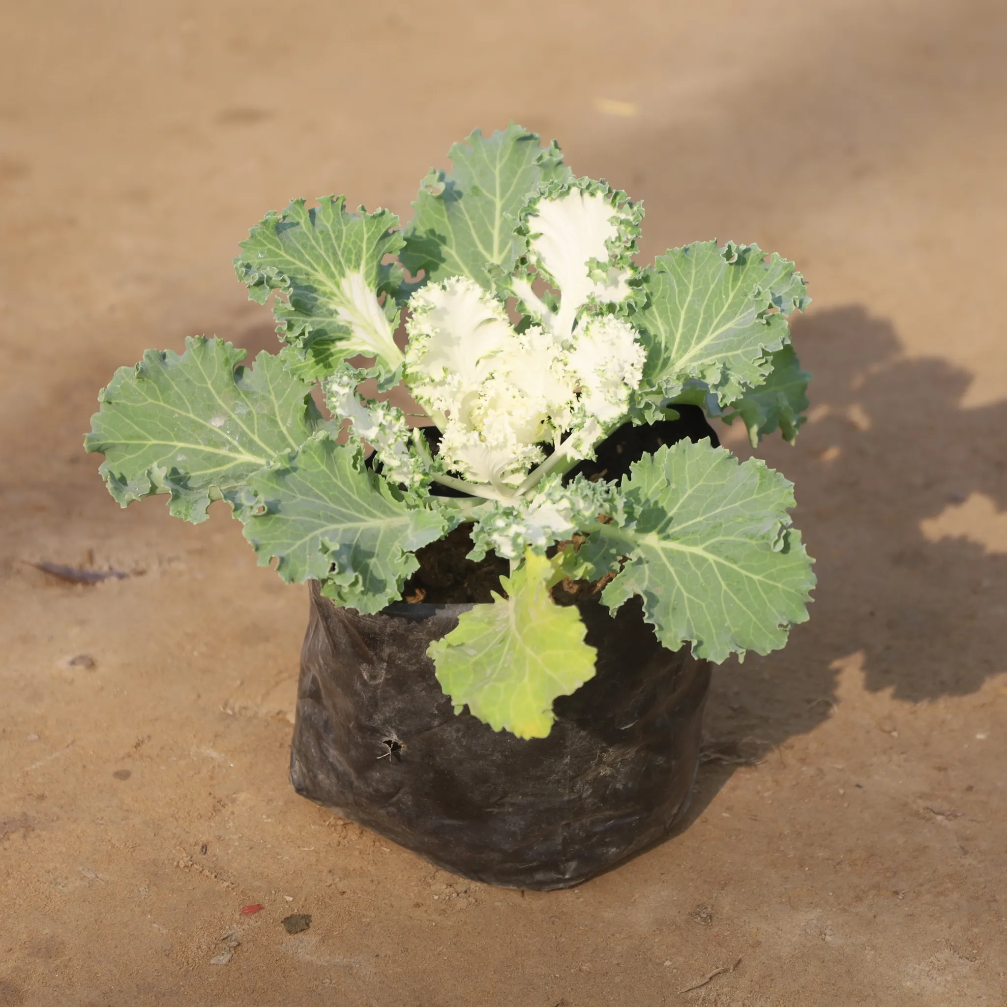 Kale White in 4 Inch Nursery Bag