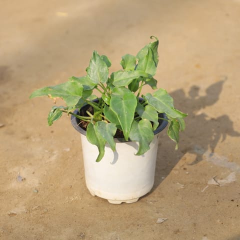 Xanadu Green in 4 Inch Nursery Pot