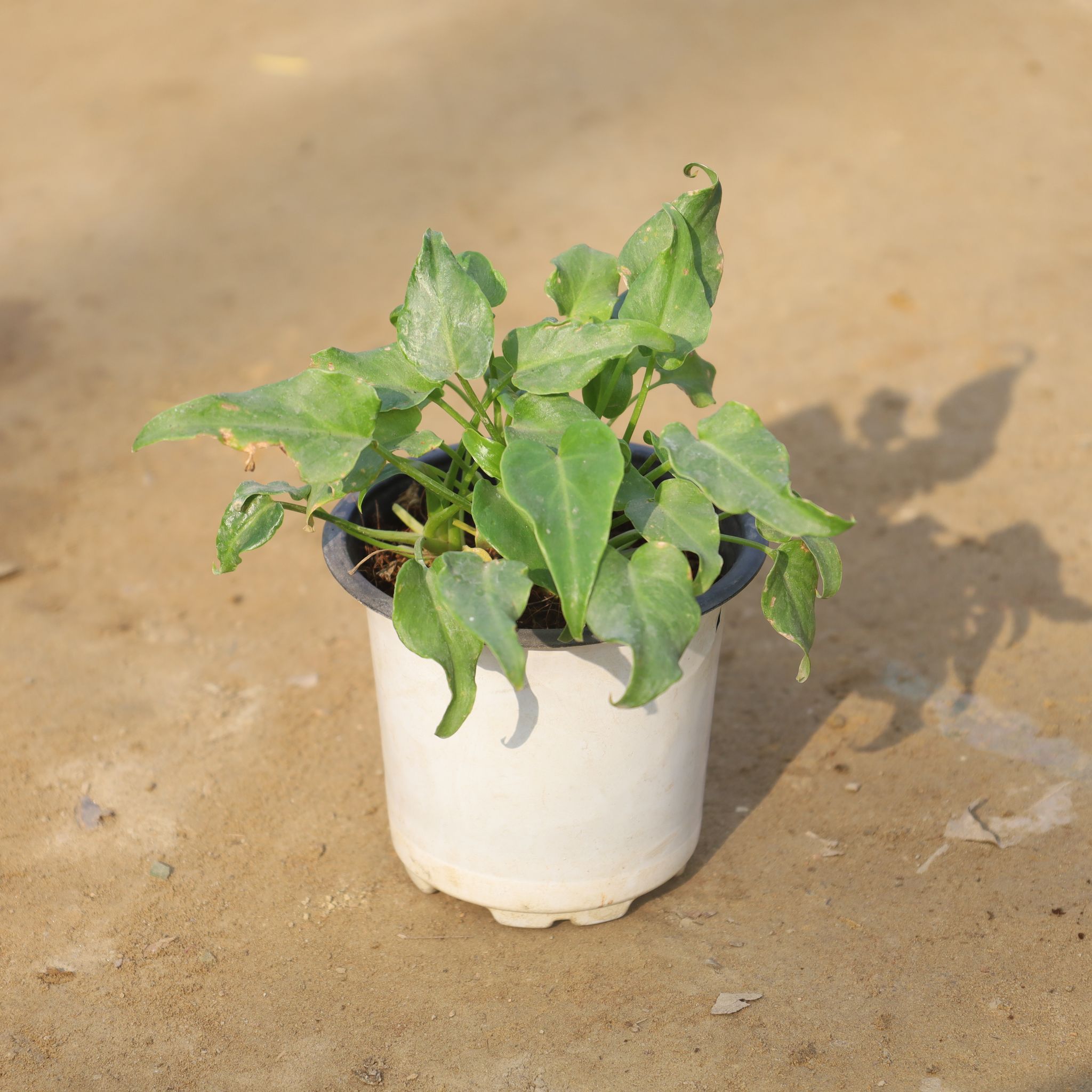Xanadu Green in 4 Inch Nursery Pot
