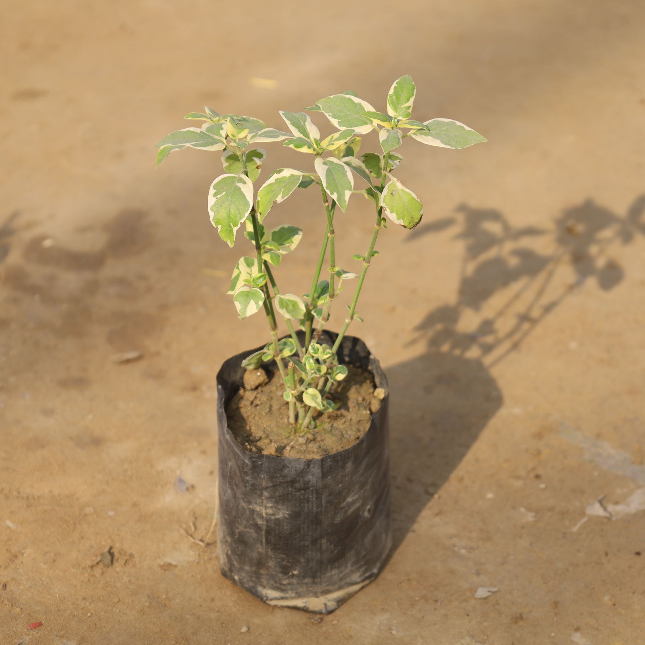 Chinese Violet / Asystasia Gangetica in 4 Inch Nursery Bag