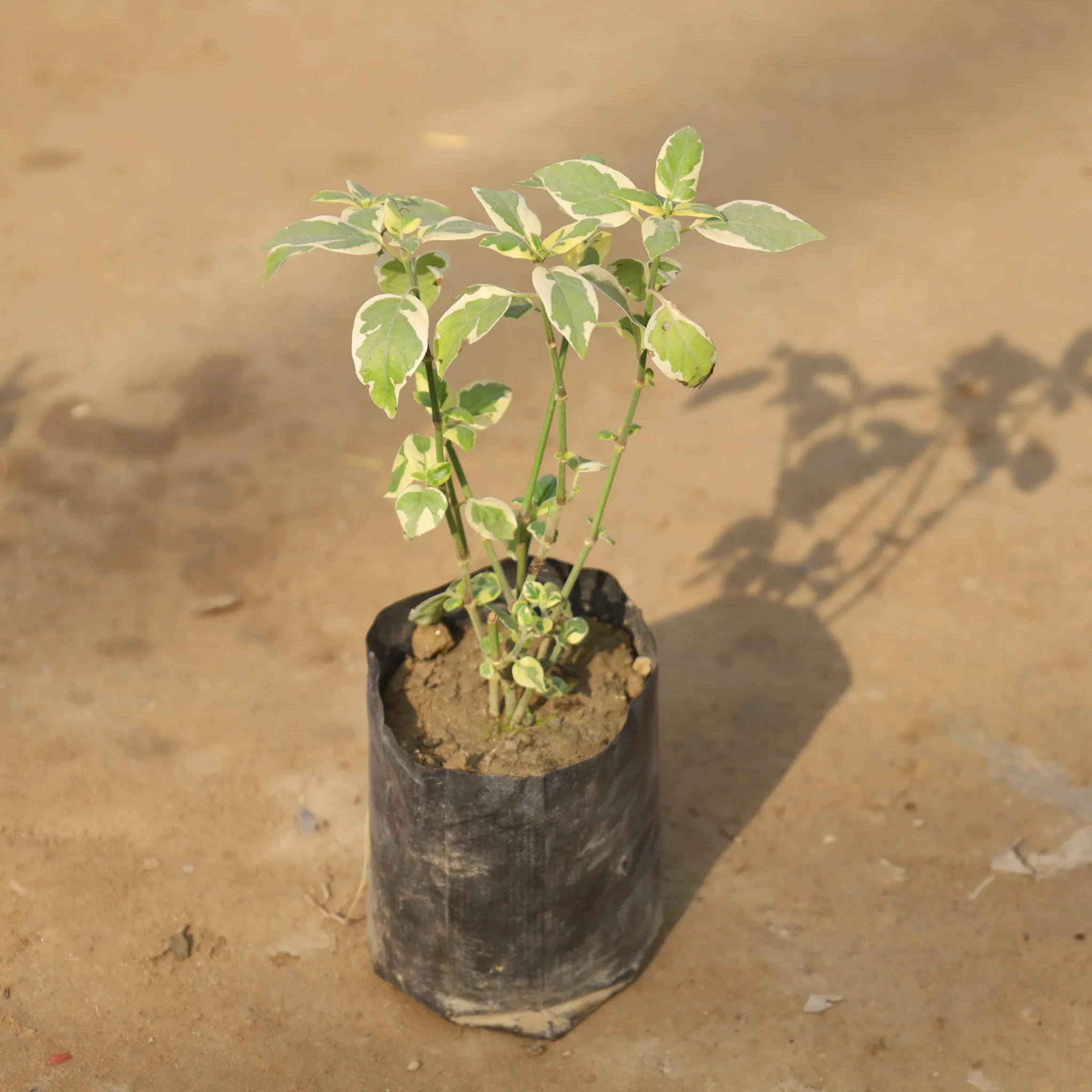 Chinese Violet / Asystasia Gangetica in 4 Inch Nursery Bag